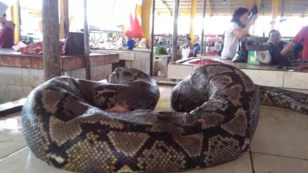 Piton sebesar batang kelapa pernah dijual di Pasar Tomohon