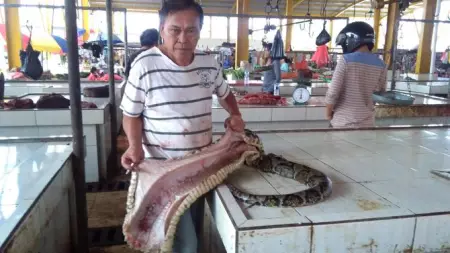 Piton sebesar batang kelapa pernah dijual di Pasar Tomohon