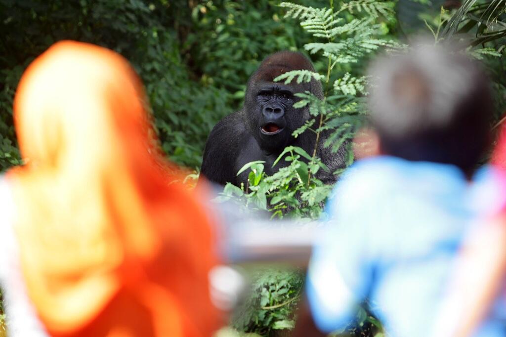 Tiga Gorila di Ragunan Masih Jomblo