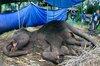 Tiga Gorila di Ragunan Masih Jomblo