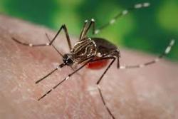 Penyebab Gejala Flu Tulang atau Chikungunya