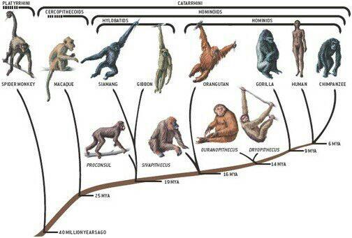 Pertanyaan lucu mengenai Teori evolusi
