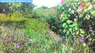 Taman Harmoni Keputih, Wisata Bunga Sakura Surabaya