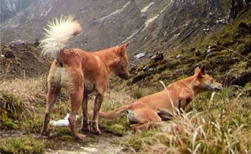 Dianggap Punah, Anjing Liar Dataran Tinggi Papua Kembali Ditemukan