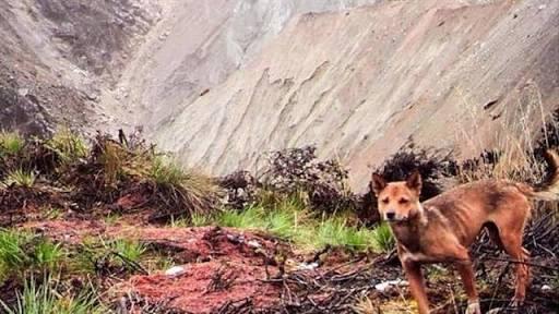 Dianggap Punah, Anjing Liar Dataran Tinggi Papua Kembali Ditemukan