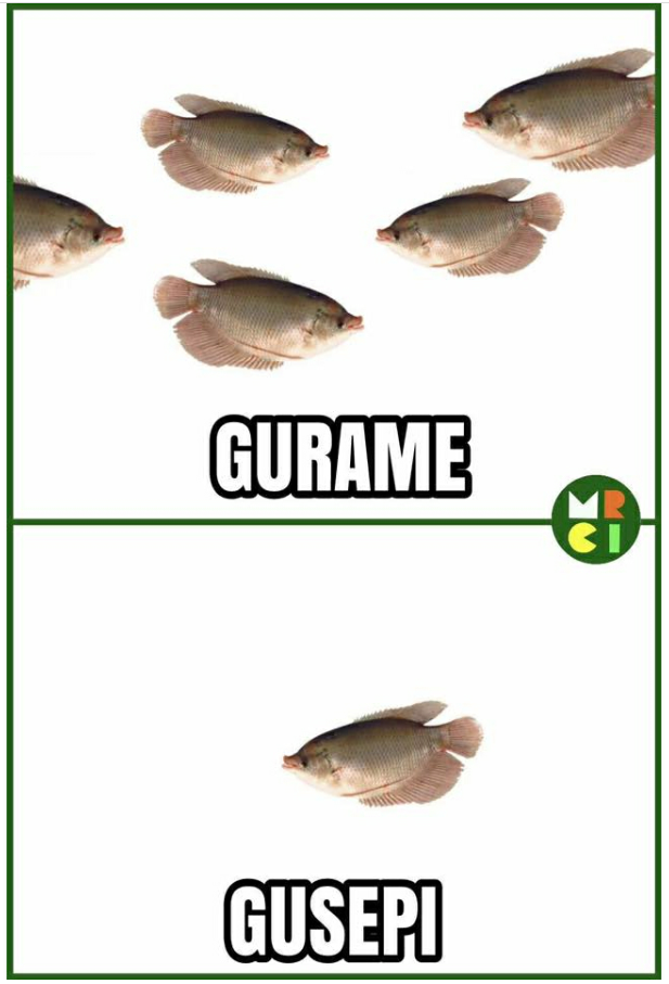 GURAME = GUSEPI