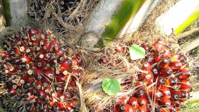 Pengusaha Kelapa Sawit Kecewa dengan Kebijakan Pemerintah