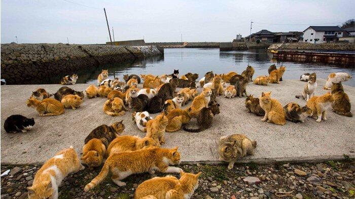 Pulau Ini 'Dikuasai' Kucing, Prosesi Penyambutan di Tempat Ini Sangat Unik