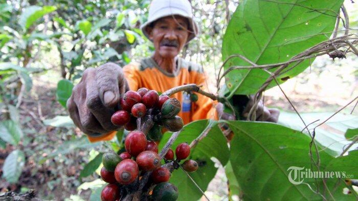 Lima Tahun Terakhir, Ekspor Kopi ke Korea Selatan Naik 14,39 Persen