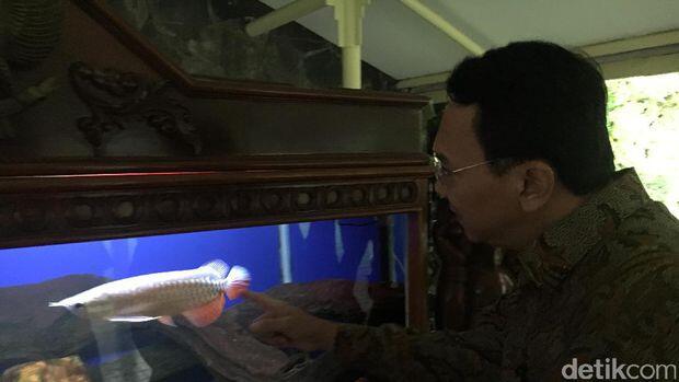 Saat Ahok Tertarik dengan Ikan Arwana di Istana...