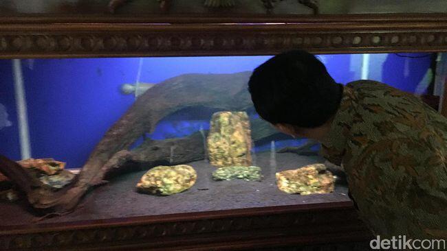 Saat Ahok Tertarik dengan Ikan Arwana di Istana...