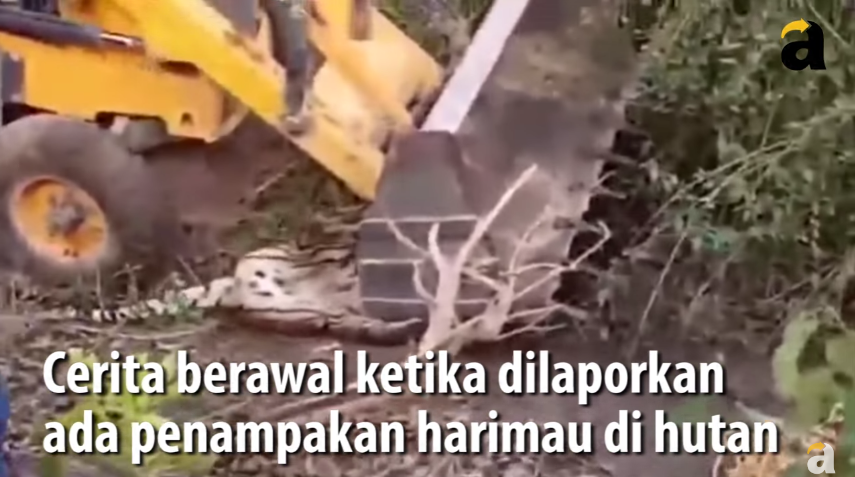 Miris! Salah Evakuasi, Harimau Remuk Terlindas Buldozer