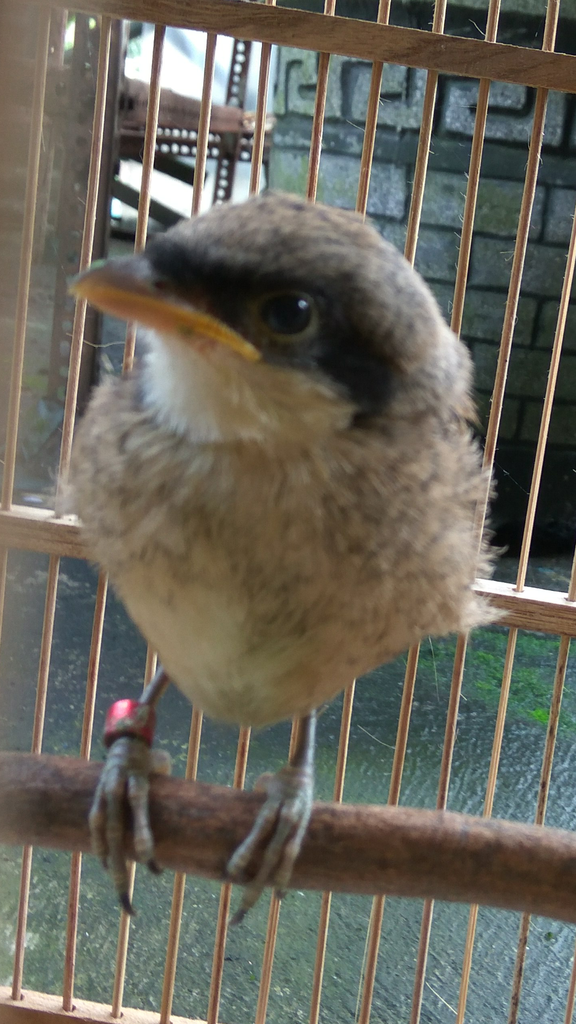 Pentet Cendet Page 174 Kaskus