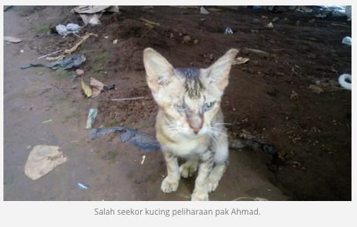 Pria ini Rela tidak makan, asal Kucing-kucingnya tidak kelaparan