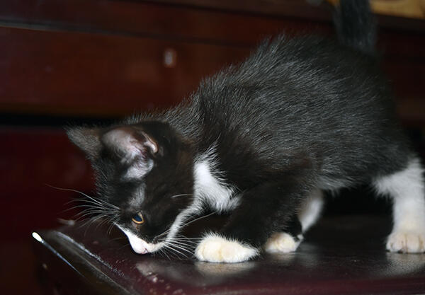 Dihibahkan anak kucing luculucu KASKUS