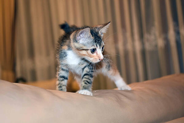 Dihibahkan anak kucing luculucu KASKUS