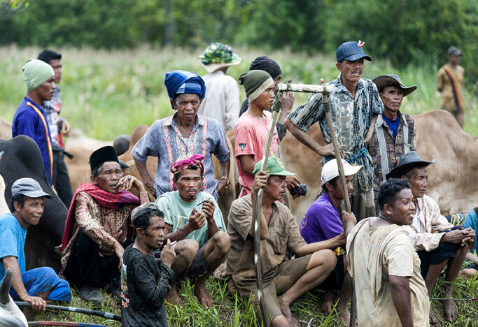 Pacu Jawi Tanah Datar, Pesta Tradisi Ala Minangkabau