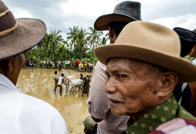 Pacu Jawi Tanah Datar, Pesta Tradisi Ala Minangkabau
