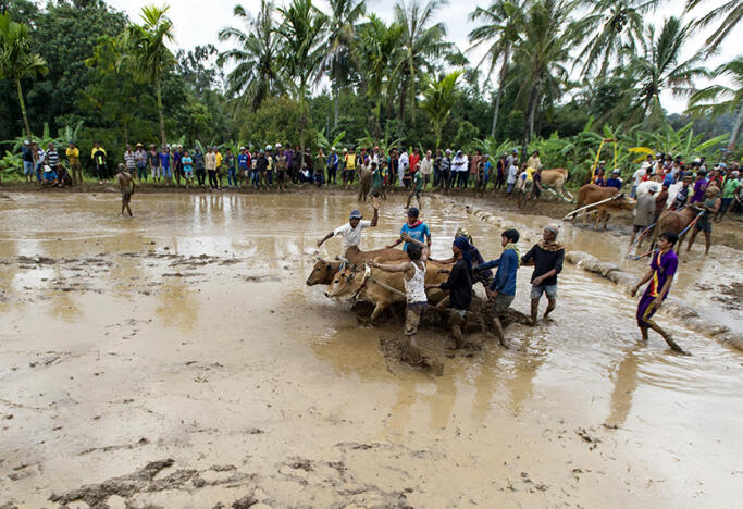 Pacu Jawi Tanah Datar, Pesta Tradisi Ala Minangkabau