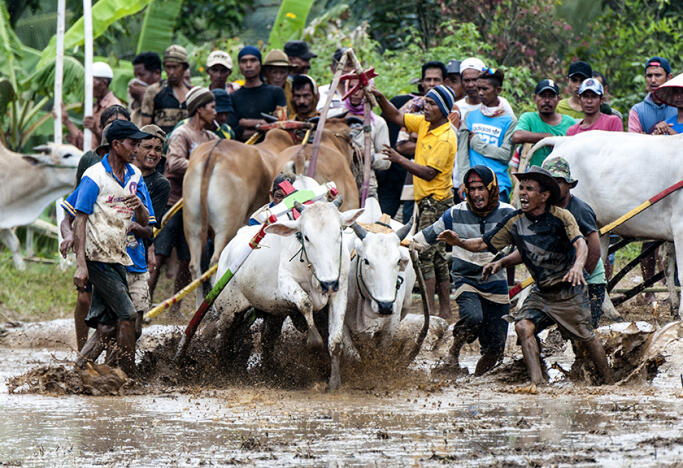 Pacu Jawi Tanah Datar, Pesta Tradisi Ala Minangkabau