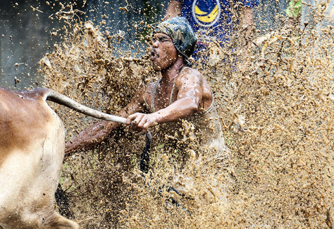 Pacu Jawi Tanah Datar, Pesta Tradisi Ala Minangkabau