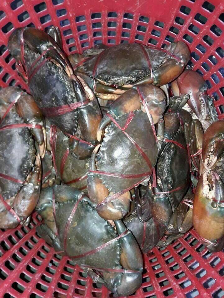 dicari pengepul kepiting jakarta