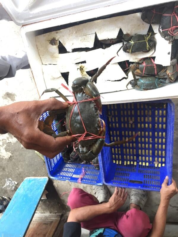 dicari pengepul kepiting jakarta