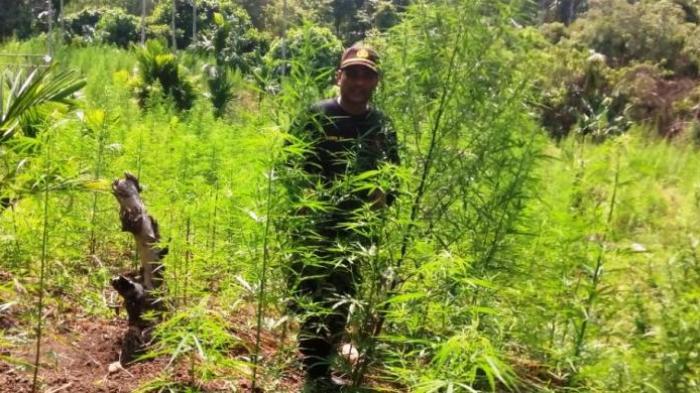 Polda Aceh Kembali Menemukan Ladang Ganja di Seulimum Aceh Besar