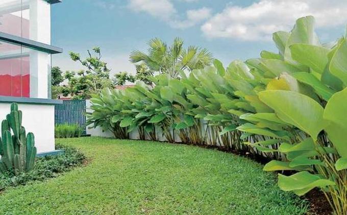 Tips Percantik Rumah dengan Pohon Pisang