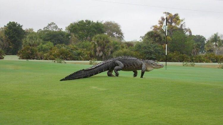 VIDEO 4 Teror Buaya Liar di Lapangan Golf Amerika , Kaki Pegolf Nyaris Diterkam Buaya