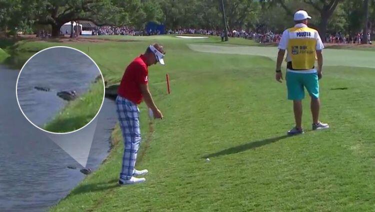 VIDEO 4 Teror Buaya Liar di Lapangan Golf Amerika , Kaki Pegolf Nyaris Diterkam Buaya