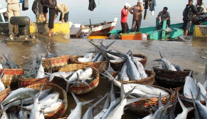 Menteri Susi Minta Pengusaha Jaga Kualitas Produk Ikan di Pasar Eropa