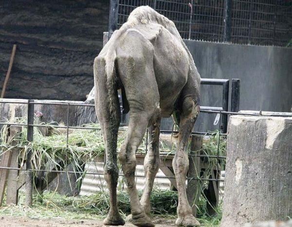 Foto-foto Menyedihkan di Kebun Binatang
