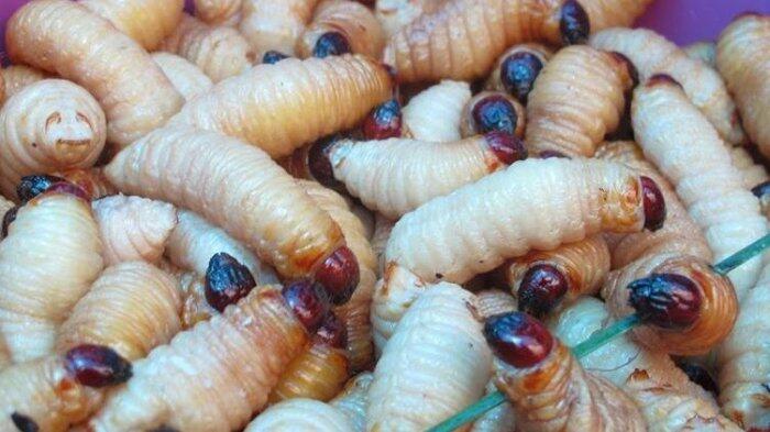 Tak Disangka! Ulat Gendon, Hama Tanaman Salak Ini Bisa Jadi Sumber Protein