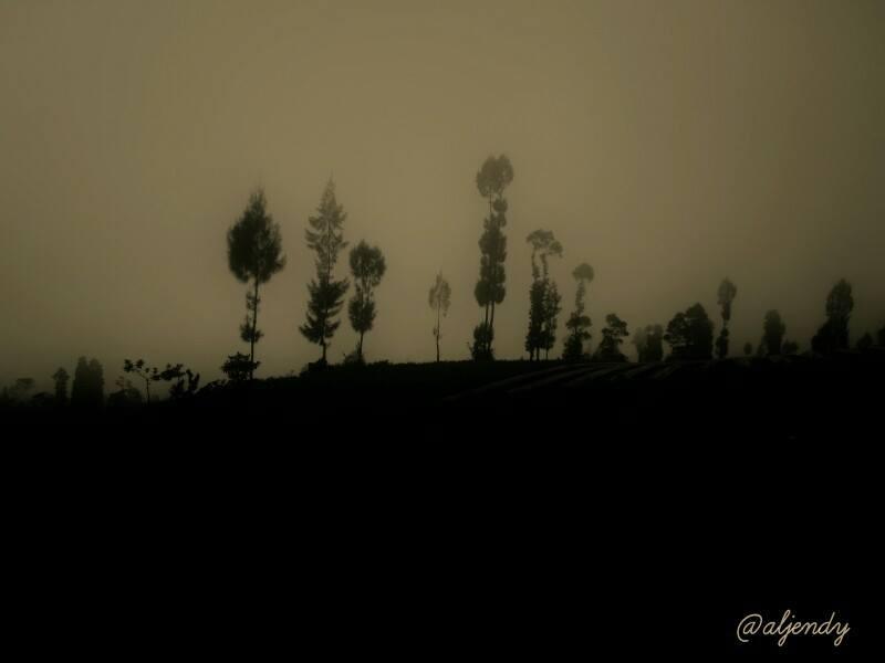 Dandelion on The Semeru