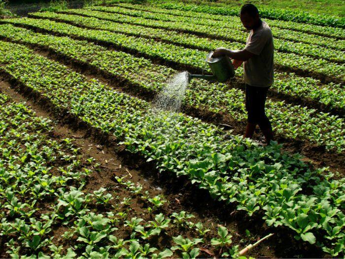 Petani bukan profesi dambaan, tapi terbesar di Indonesia