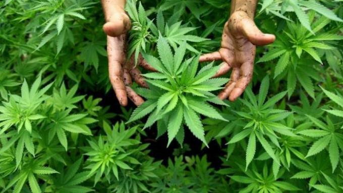 Buktikan semangat berkarya, Ini Kisah Ganja Seniman Yogyakarta