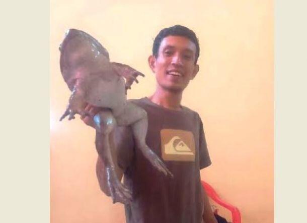 9 Ekor Katak 'Raksasa' 1,5 Kg Ditemukan di Enrekang Sulsel