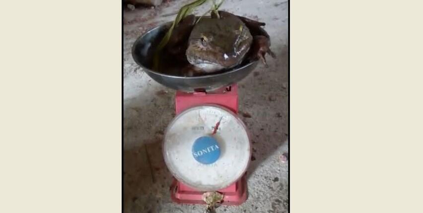 9 Ekor Katak 'Raksasa' 1,5 Kg Ditemukan di Enrekang Sulsel