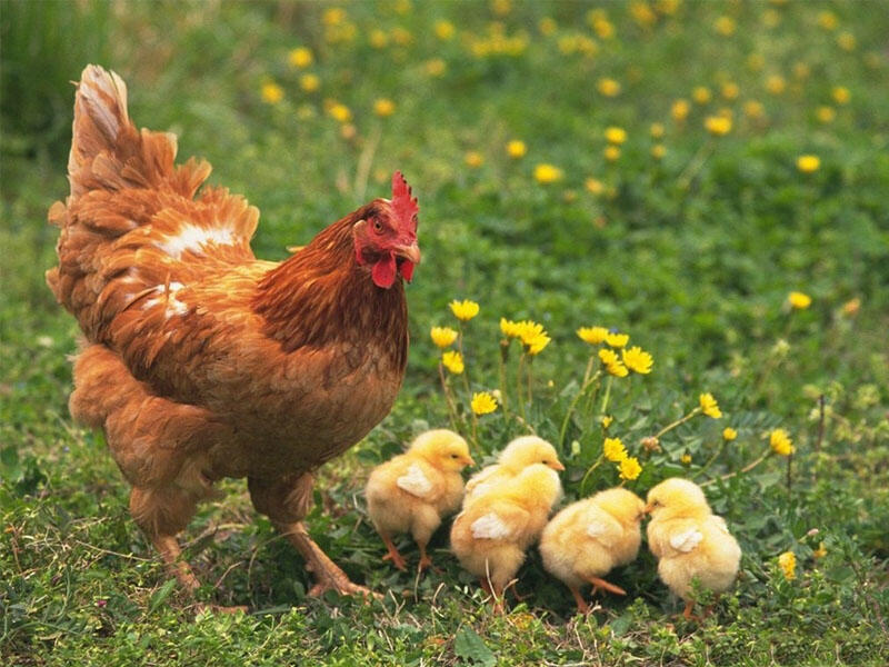 Cowok Ini Bertanya, Apa Sih Dampaknya Setelah Berhubungan Seks dengan Ayam?