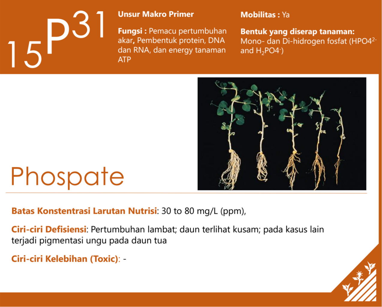 SHARING ILMU MERACIK AB MIX NUTRISI HIDROPONIK