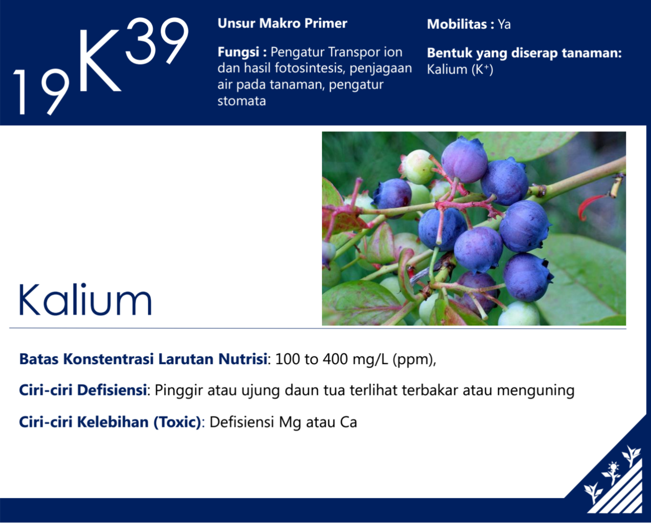 SHARING ILMU MERACIK AB MIX NUTRISI HIDROPONIK