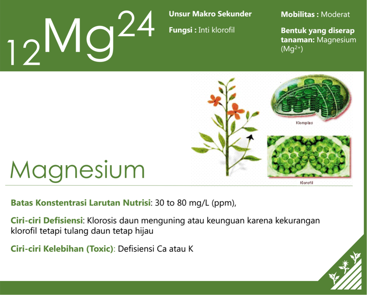 SHARING ILMU MERACIK AB MIX NUTRISI HIDROPONIK