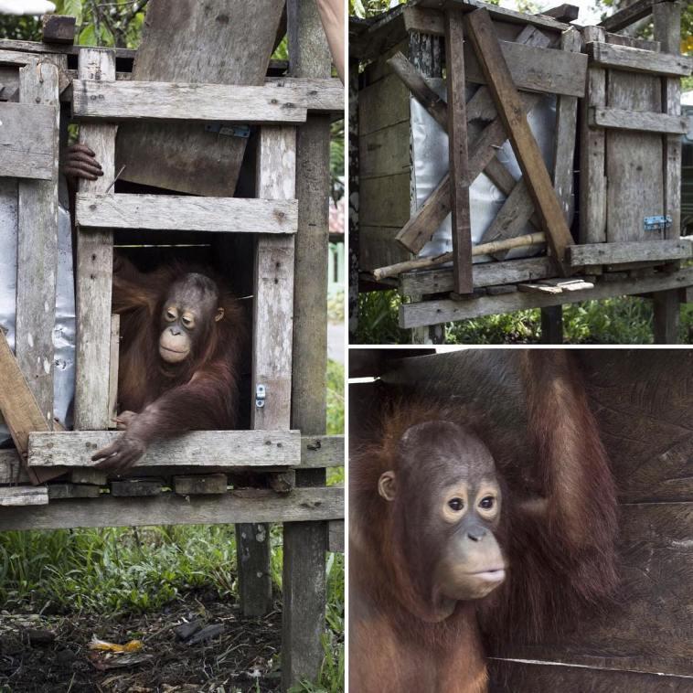 Sedih, Orang Utan di Kalimantan Dikurung Dalam Kotak Pengap