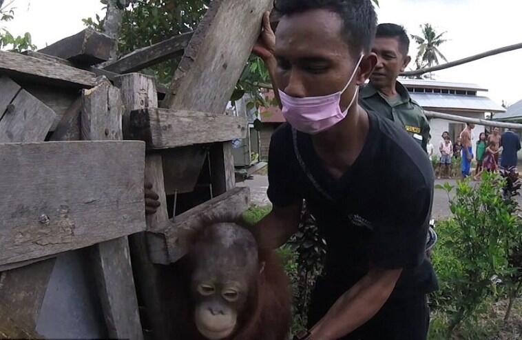 Sedih, Orang Utan di Kalimantan Dikurung Dalam Kotak Pengap