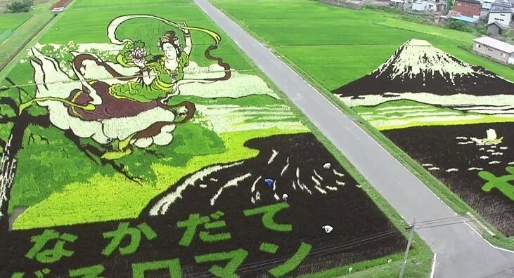 Kota Jepang Mentransformasi Sawah Padi Menjadi Karya Seni Yang Luar Biasa