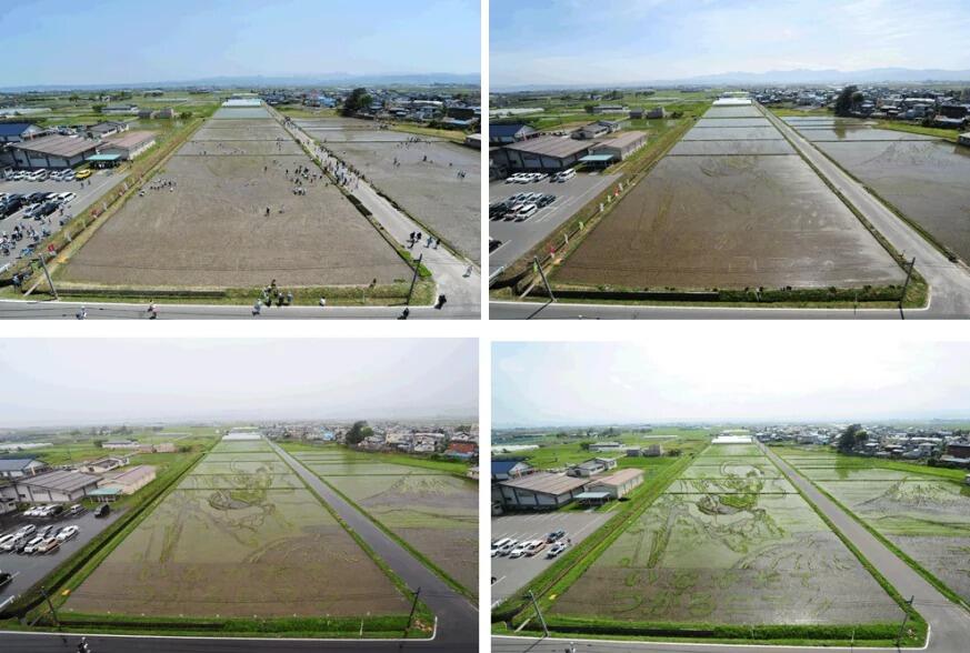 Kota Jepang Mentransformasi Sawah Padi Menjadi Karya Seni Yang Luar Biasa