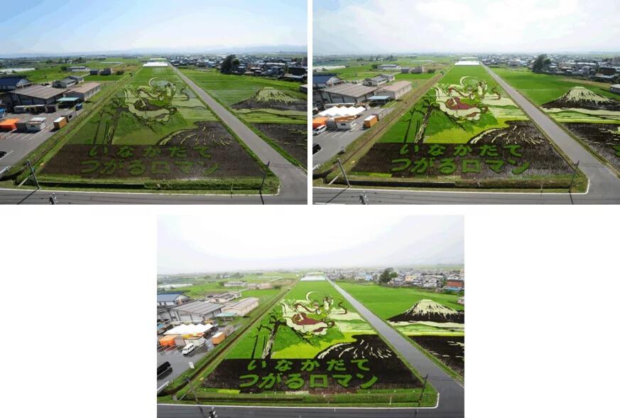 Kota Jepang Mentransformasi Sawah Padi Menjadi Karya Seni Yang Luar Biasa
