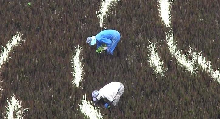 Kota Jepang Mentransformasi Sawah Padi Menjadi Karya Seni Yang Luar Biasa