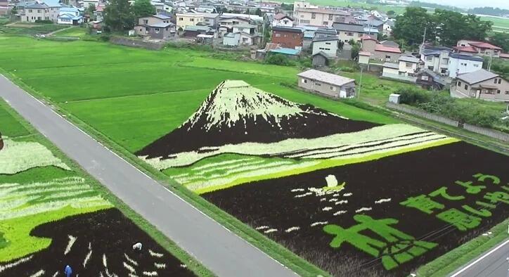 Kota Jepang Mentransformasi Sawah Padi Menjadi Karya Seni Yang Luar Biasa